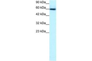Western Blotting (WB) image for anti-GA Binding Protein Transcription Factor, alpha Subunit 60kDa (GABPA) antibody (ABIN2463826) (GABPA antibody)