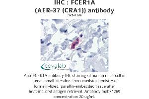 Image no. 1 for anti-Fc Fragment of IgE Receptor Ia (FCER1A) antibody (ABIN1724088) (Fc epsilon RI/FCER1A antibody)