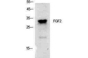 Western Blotting (WB) image for anti-Fibroblast Growth Factor 2 (Basic) (FGF2) (Internal Region) antibody (ABIN3178895) (FGF2 antibody  (Internal Region))