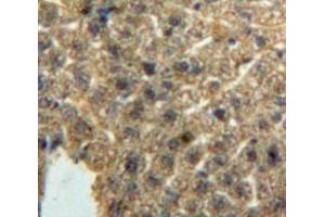 IHC-P analysis of Liver tissue, with DAB staining. (CCL3 antibody  (AA 24-92))