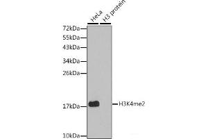 Western blot analysis of extracts of various cell lines using DiMethyl-Histone H3-K4 Polyclonal Antibody. (Histone 3 antibody  (2meLys4))
