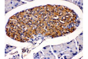 Anti- HSD11B2 antibody, IHC(P) IHC(P): Mouse Pancreas Tissue
