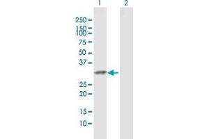 TRH antibody  (AA 1-242)