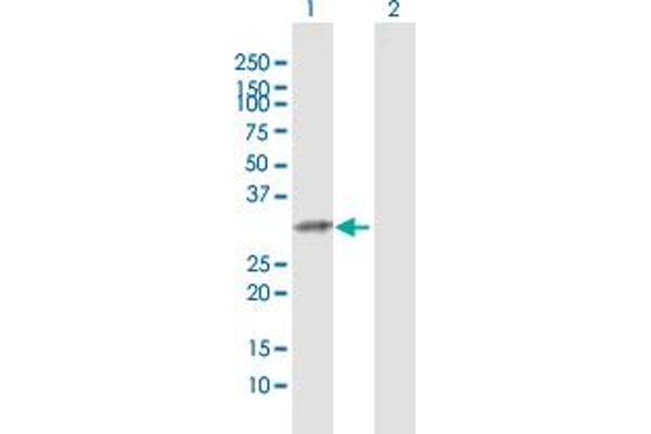 TRH antibody  (AA 1-242)