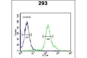 ARMC5 Antibody (C-term) (ABIN651593 and ABIN2840314) flow cytometric analysis of 293 cells (right histogram) compared to a negative control cell (left histogram). (ARMC5 antibody  (C-Term))