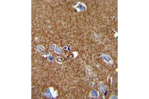 ATP1A2 Antibody (Center) (ABIN652011 and ABIN2840494) immunohistochemistry analysis in formalin fixed and paraffin embedded human brain tissue followed by peroxidase conjugation of the secondary antibody and DAB staining. (ATP1A2 antibody  (AA 451-479))