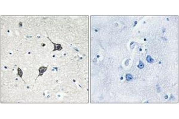 GPR20 antibody  (AA 291-340)