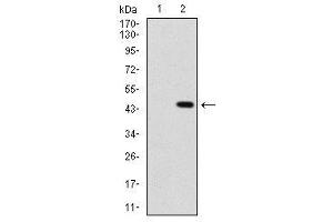 Image no. 3 for anti-Sonic Hedgehog (SHH) antibody (ABIN1491290) (Sonic Hedgehog antibody)