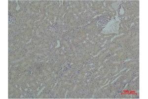 Immunohistochemistry (IHC) analysis of paraffin-embedded Mouse Kidney Tissue using HSP90A Polyclonal Antibody.