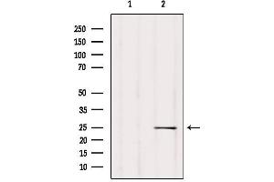Western blot analysis of extracts from Mouse lung, using ARHGDIB Antibody.