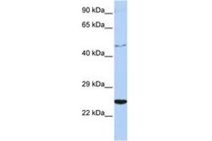 Image no. 1 for anti-Cytokine Receptor-Like Factor 1 (CRLF1) (AA 252-301) antibody (ABIN6742710)
