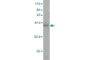 Growth Hormone 2 antibody  (AA 27-217)