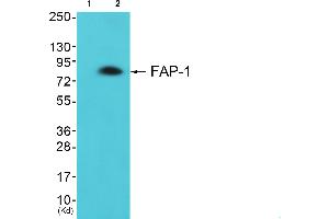 Western blot analysis of extracts from LOVO cells, using FAP-1 antibody. (FAP antibody)