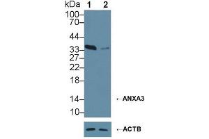Knockout Varification: ;Lane 1: Wild-type HepG2 cell lysate; ;Lane 2: ANXA3 knockout HepG2 cell lysate; ;Predicted MW: 36kDa ;Observed MW: 36kDa;Primary Ab: 3µg/ml Mouse Anti-Human ANXA3 Antibody;Second Ab: 0. (Annexin A3 antibody  (AA 26-160))