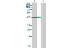 Western Blot analysis of ELAC1 expression in transfected 293T cell line by ELAC1 MaxPab polyclonal antibody. (ELAC1 antibody  (AA 1-363))