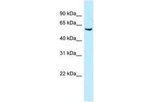 Image no. 1 for anti-Meis Homeobox 1 (MEIS1) (AA 24-73) antibody (ABIN6747812)