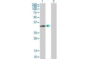 Western Blot analysis of SH3GL3 expression in transfected 293T cell line by SH3GL3 MaxPab polyclonal antibody. (SH3GL3 antibody  (AA 1-288))