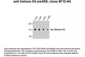 Image no. 1 for anti-Histone 3 (H3) (H3K9me2), (H3K9me3) antibody (ABIN1169690) (Histone 3 antibody  (H3K9me2, H3K9me3))