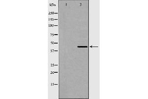Western blot analysis of AurA expression in COS7 cells. (AurA antibody)