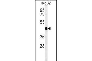 Western blot analysis of HFE2 Antibody (C-term) (ABIN653652 and ABIN2842993) in HepG2 cell line lysates (35 μg/lane). (HFE2 antibody  (C-Term))