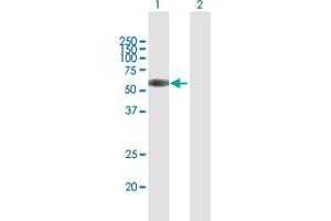 Western Blot analysis of TNFRSF1B expression in transfected 293T cell line by TNFRSF1B MaxPab polyclonal antibody. (TNFRSF1B antibody  (AA 1-461))