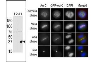 The anti-Aurora C Pab is used in Western blot to detect Aurora C in lysates of 293 cells expressing Flag tag (Lane 1), Flag-tagged Aurora A (Lane 2), Flag-tagged Aurora B (Lane 3) or Flag-tagged Aurora C (Lane 4). (Aurora Kinase C antibody  (N-Term))