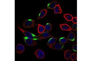 Immunocytochemistry (ICC) image for anti-Neuronal Cell Adhesion Molecule (NRCAM) (AA 1192-1255) antibody (ABIN1843141) (NrCAM antibody  (AA 1192-1255))