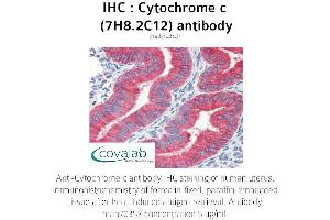 Image no. 3 for anti-Cytochrome C, Somatic (CYCS) antibody (ABIN5693541) (Cytochrome C antibody)