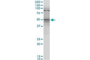 TNFRSF25 monoclonal antibody (M07), clone 1H2. (DR3/LARD antibody  (AA 28-124))