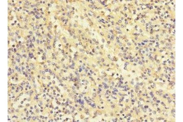 COQ4 antibody  (AA 31-265)