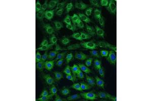 Immunofluorescence (IF) image for anti-FERM Domain Containing 6 (FRMD6) (AA 405-614) antibody (ABIN6140773)
