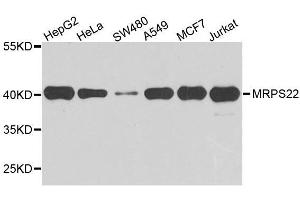 Western blot analysis of extracts of various cell lines, using MRPS22 antibody. (MRPS22 antibody  (AA 1-360))