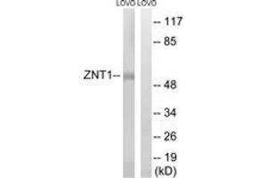 Western blot analysis of extracts from LOVO cells, using SLC30A1 Antibody.