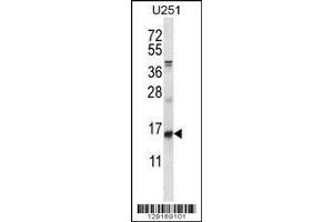 ID1 antibody western blot analysis in U251 lysate