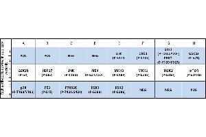 Image no. 1 for Human/Mouse MAPK Phosphorylation Array (ABIN4955901) (Human/Mouse MAPK Phosphorylation Array)