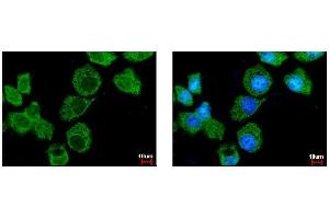 ICC/IF Image Importin 7 antibody [C3], C-term detects IPO7 protein at cytoplasm by immunofluorescent analysis. (IPO7 antibody  (C-Term))