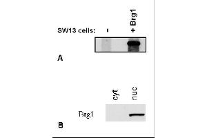 Immunostaining of Brg1 by BRG-01 antibody. (SMARCA4 antibody  (C-Term))