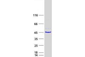 Validation with Western Blot (FA2H Protein (Myc-DYKDDDDK Tag))