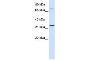 WB Suggested Anti-Duxbl Antibody Titration:  0. (DUXBL1 antibody  (C-Term))