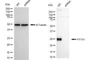 Western blotting analysis using PTTG1 antibody (ABIN7799839).