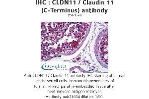 Image no. 1 for anti-Claudin 11 (CLDN11) (C-Term) antibody (ABIN1733141) (Claudin 11 antibody  (C-Term))