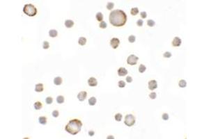 Immunohistochemistry (IHC) image for anti-Anosmin (ANOS1) (Middle Region) antibody (ABIN1030853) (Anosmin antibody  (Middle Region))