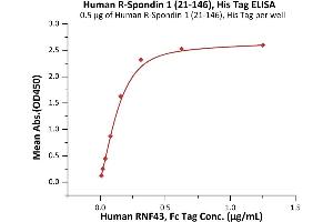 Immobilized Human R-Spondin 1 (21-146), His Tag (ABIN2181686,ABIN2181685) at 5 μg/mL (100 μL/well) can bind Human RNF43, Fc Tag (ABIN6973211) with a linear range of 0. (RSPO1 Protein (AA 21-146) (His tag))