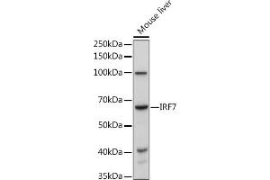 Western blot analysis of extracts of Mouse liver, using IRF7 antibody (ABIN1513103, ABIN3020650, ABIN3020652 and ABIN6213641) at 1:1000 dilution. (IRF7 antibody  (AA 257-516))