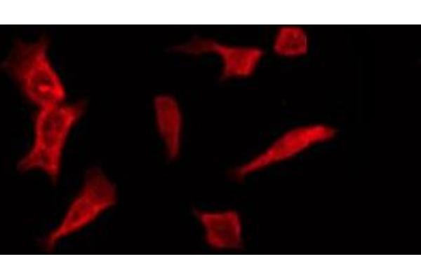 OR1B1 antibody  (Internal Region)