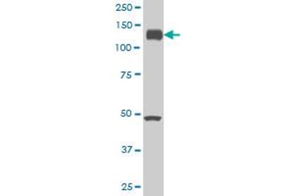 EPH Receptor A2 antibody  (AA 204-326)