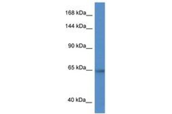 ZNF780A antibody  (AA 35-84)