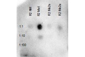 Dot Blot of Rabbit Anti-Histone H3 R3 Me1 Antibody.