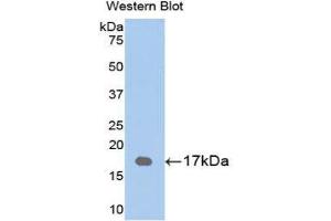 Western Blotting (WB) image for anti-Retinol Binding Protein 1, Cellular (RBP1) (AA 2-135) antibody (ABIN1078474) (RBP1 antibody  (AA 2-135))