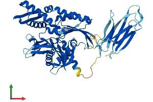 AlphaFold protein structure predicition of Mouse Recombinant Hspa14 Protein, UniprotID Q99M31